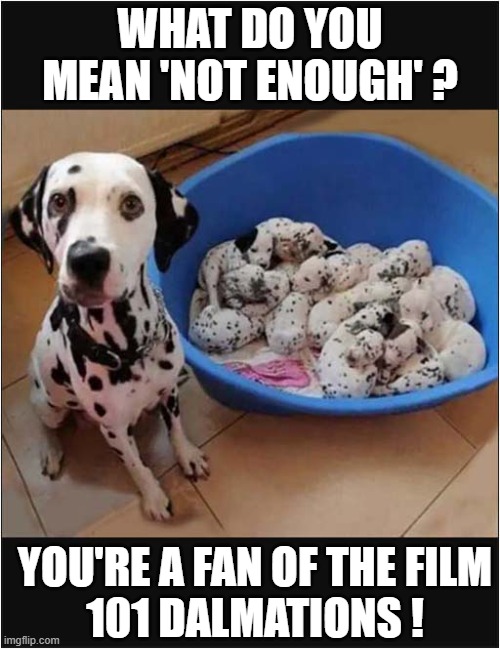 Look At The Fear In Her Eyes ! | WHAT DO YOU MEAN 'NOT ENOUGH' ? YOU'RE A FAN OF THE FILM
101 DALMATIONS ! | image tagged in dogs,dalmations,film | made w/ Imgflip meme maker