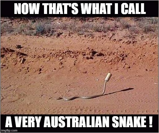 He Loves His Lager ! | NOW THAT'S WHAT I CALL; A VERY AUSTRALIAN SNAKE ! | image tagged in snakes,lager,australians | made w/ Imgflip meme maker