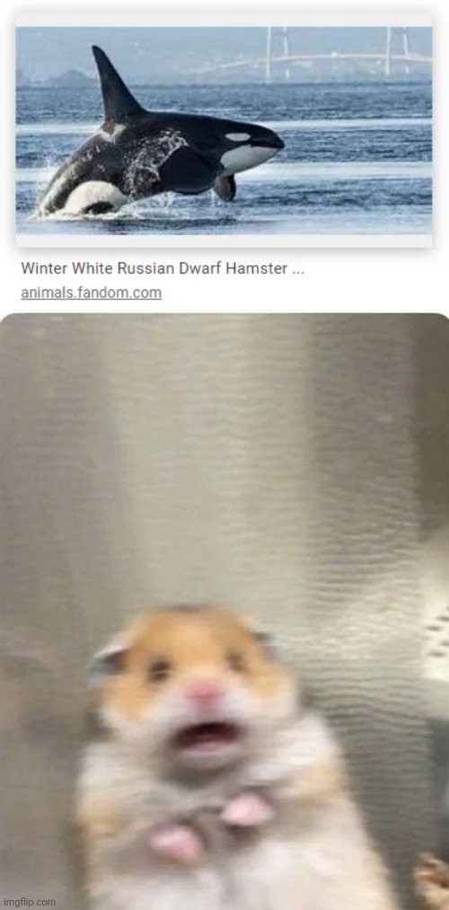 A hamster, no way | image tagged in hamster gasp,you had one job,memes,hamster,hamsters,animals | made w/ Imgflip meme maker