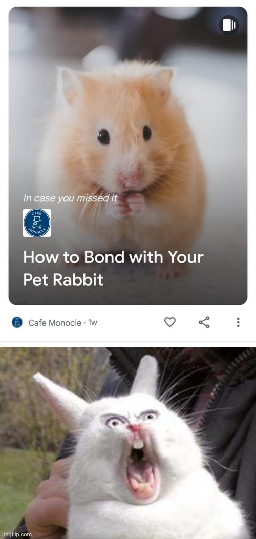 HAMSTER | image tagged in angry rabbit,hamster,rabbit,hamsters,memes,you had one job | made w/ Imgflip meme maker