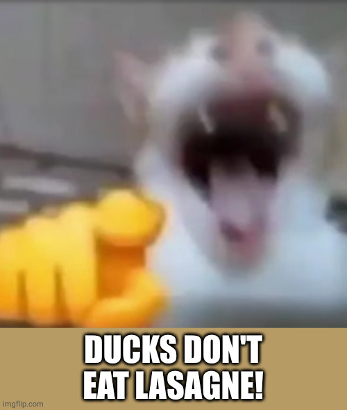 Cat pointing and laughing | DUCKS DON'T EAT LASAGNE! | image tagged in cat pointing and laughing | made w/ Imgflip meme maker