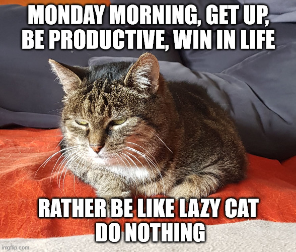 Lazy Cat | MONDAY MORNING, GET UP, BE PRODUCTIVE, WIN IN LIFE; RATHER BE LIKE LAZY CAT
 DO NOTHING | image tagged in cat,cats,lazy cat,lazy | made w/ Imgflip meme maker