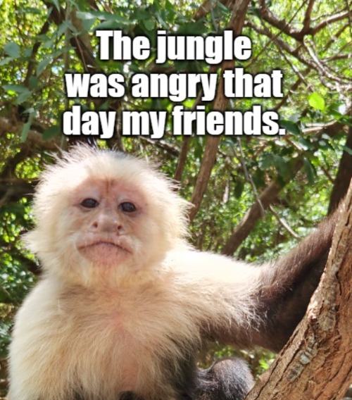 Monkey | image tagged in monkey,jungle | made w/ Imgflip meme maker