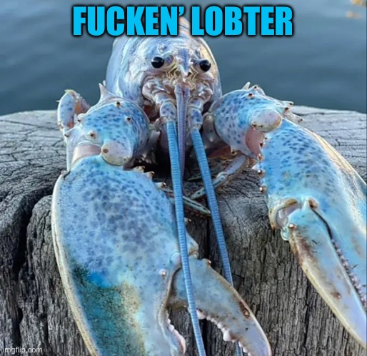 The Blue Lobster | FUCKEN’ LOBTER | image tagged in the blue lobster | made w/ Imgflip meme maker