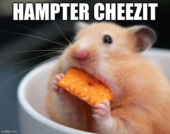 hampter cheezit | HAMPTER CHEEZIT | image tagged in hampter | made w/ Imgflip meme maker