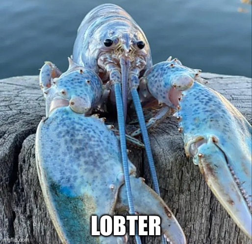 Lobter | LOBTER | image tagged in the blue lobster | made w/ Imgflip meme maker
