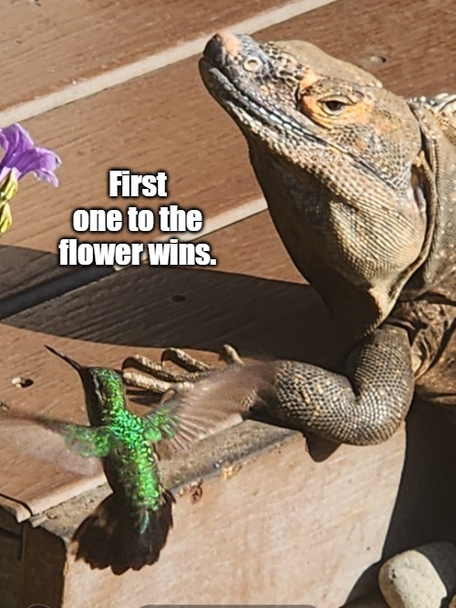 First to the Flower | First one to the flower wins. | image tagged in sassy iguana,iguana,birds | made w/ Imgflip meme maker
