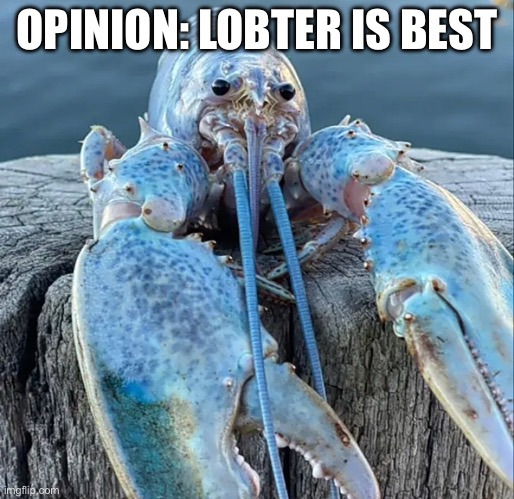 The Blue Lobster | OPINION: LOBTER IS BEST | image tagged in the blue lobster | made w/ Imgflip meme maker