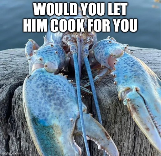 The Blue Lobster | WOULD YOU LET HIM COOK FOR YOU | image tagged in the blue lobster | made w/ Imgflip meme maker