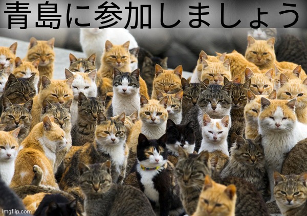 Aoshima cat island | 青島に参加しましょう | image tagged in aoshima cat island | made w/ Imgflip meme maker