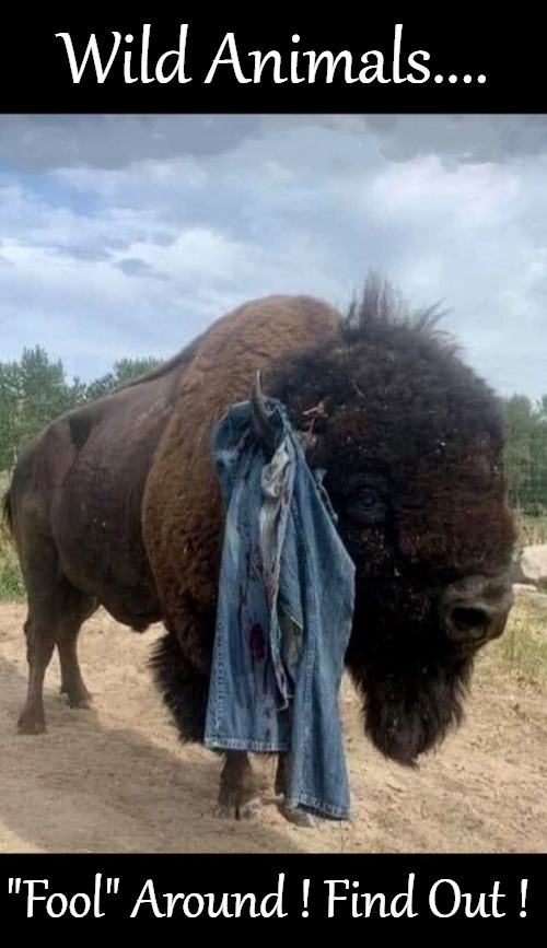 When in Nature, follow the rules. | Wild Animals.... "Fool" Around ! Find Out ! | image tagged in animal,funny,nature,mother nature,bison | made w/ Imgflip meme maker