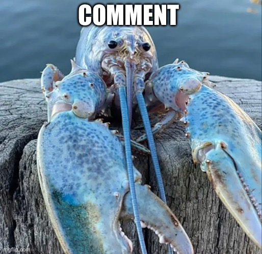 The Blue Lobster | COMMENT | image tagged in the blue lobster | made w/ Imgflip meme maker