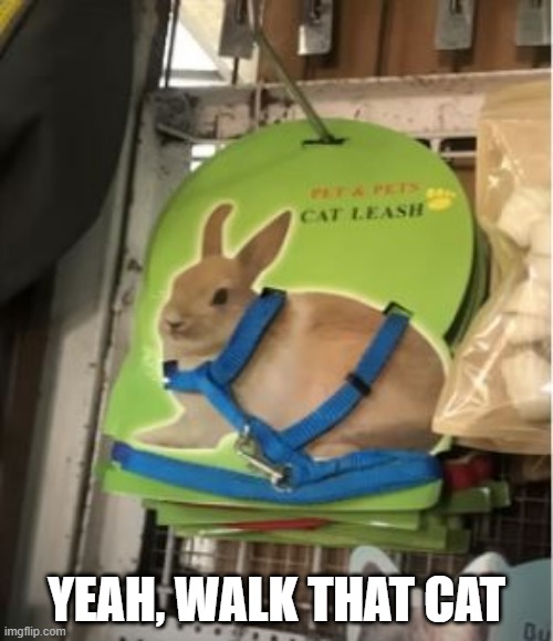 Cat Leash | YEAH, WALK THAT CAT | image tagged in you had one job | made w/ Imgflip meme maker