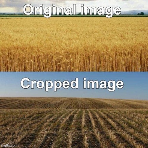 [Photocropping] (Reposting a Reposter from AmericanViking) | image tagged in crop,crops,farming,photoshop,photoshopping,before and after | made w/ Imgflip meme maker