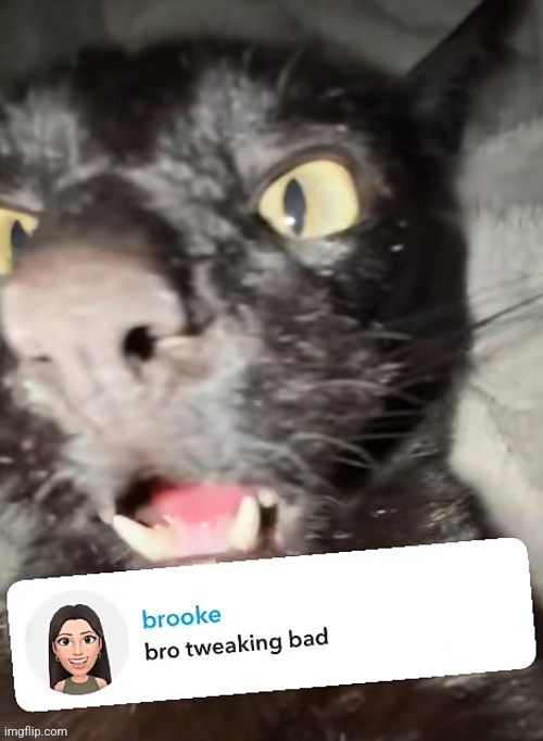 Jschlatt's cat has to be one of the most goofiest mfs you'll ever see | made w/ Imgflip meme maker
