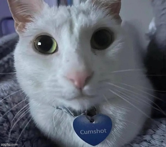 i pray for this cat | made w/ Imgflip meme maker