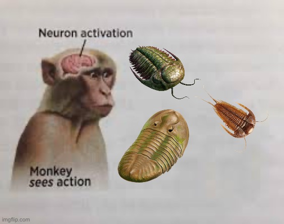 Neuron activation | image tagged in neuron activation,trilobites,memes,shitpost,funny memes | made w/ Imgflip meme maker