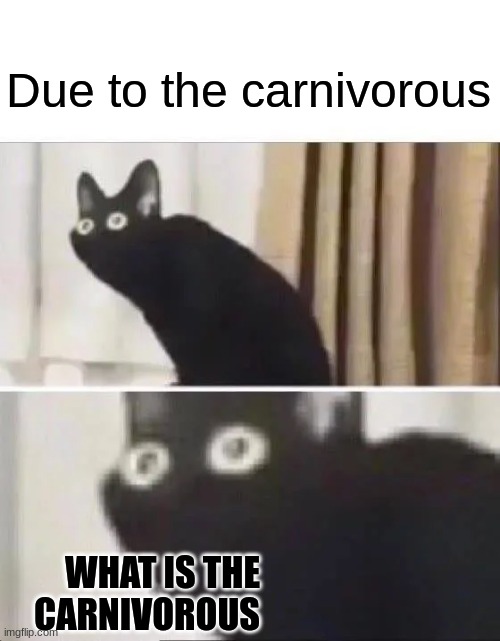 Oh No Black Cat | Due to the carnivorous WHAT IS THE
CARNIVOROUS | image tagged in oh no black cat | made w/ Imgflip meme maker