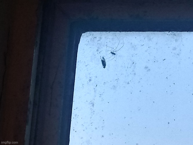 A spider catching it's prey.mp3 | made w/ Imgflip meme maker