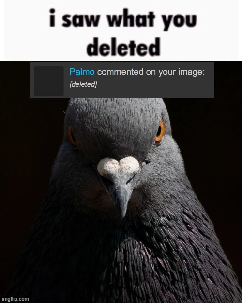 the pigon saw what you deleted | image tagged in the pigon saw what you deleted | made w/ Imgflip meme maker