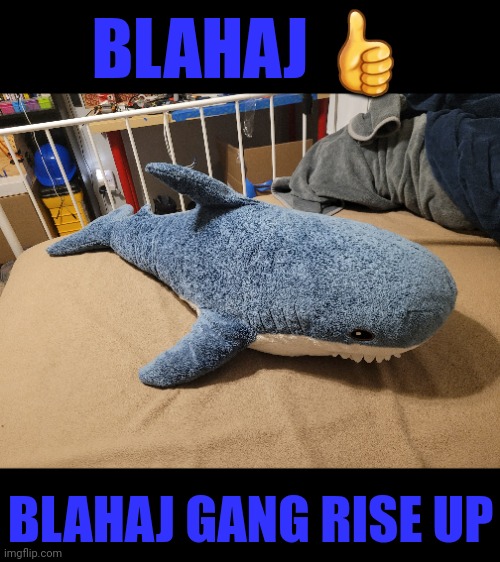 Blahaj gang, send me pics of YOUR blahaj! | BLAHAJ 👍; BLAHAJ GANG RISE UP | image tagged in blahaj,now,gimme,pics,funny,memes | made w/ Imgflip meme maker