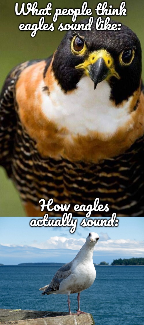 TV shows often dub the sound of a red-tailed hawk over images of eagles. | What people think eagles sound like:; How eagles actually sound: | image tagged in angry hawk,seagull,birds,sound,animals | made w/ Imgflip meme maker