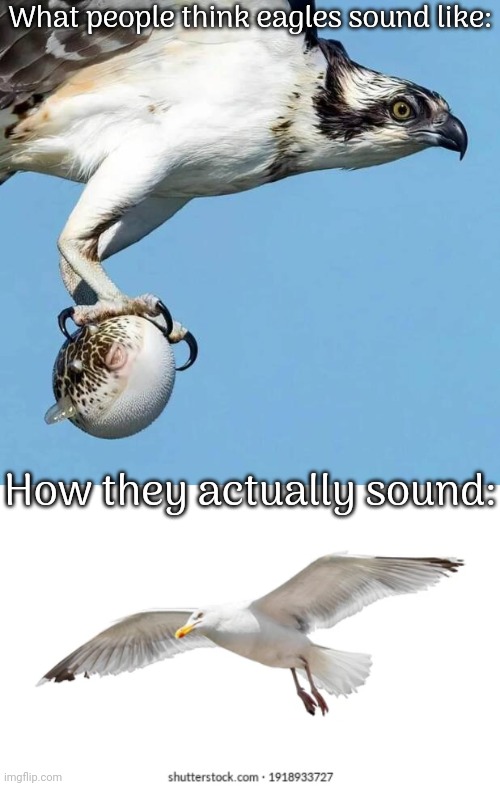 In movies, eagles are sometimes overdubbed with hawk calls. | What people think eagles sound like:; How they actually sound: | image tagged in hawk with bird,flying bird,seagulls,animals,sound | made w/ Imgflip meme maker