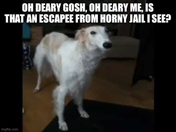 Low quality borzoi dog | OH DEARY GOSH, OH DEARY ME, IS THAT AN ESCAPEE FROM HORNY JAIL I SEE? | image tagged in low quality borzoi dog | made w/ Imgflip meme maker