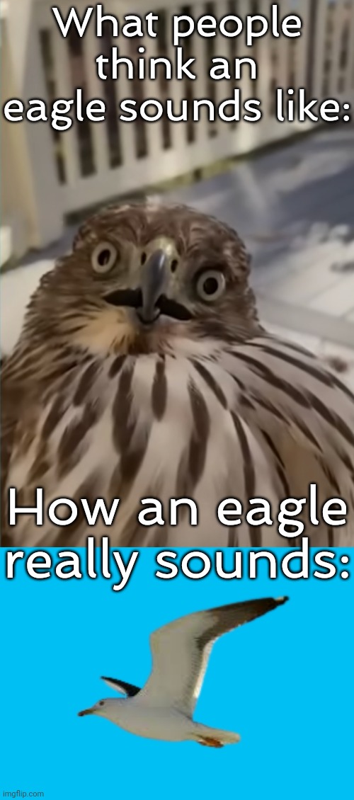 Bald eagles gather in southeast Alaska to fish. | What people think an eagle sounds like:; How an eagle really sounds: | image tagged in concerned hawk,seagulllll,sound,birds,animals | made w/ Imgflip meme maker