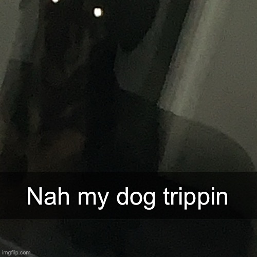 Tbh I’m only posting this so the post before this stops flashbanging me when I open the stream | Nah my dog trippin | image tagged in wawa | made w/ Imgflip meme maker