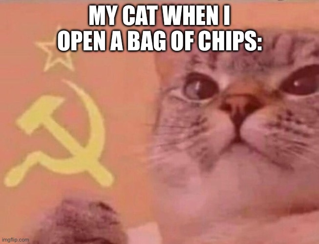 Communist cat | MY CAT WHEN I OPEN A BAG OF CHIPS: | image tagged in communist cat | made w/ Imgflip meme maker