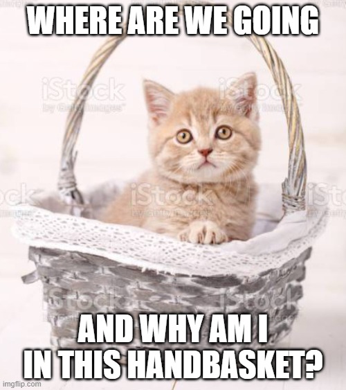 Kitten in a Hand Basket | WHERE ARE WE GOING; AND WHY AM I IN THIS HANDBASKET? | image tagged in kitten in a hand basket | made w/ Imgflip meme maker