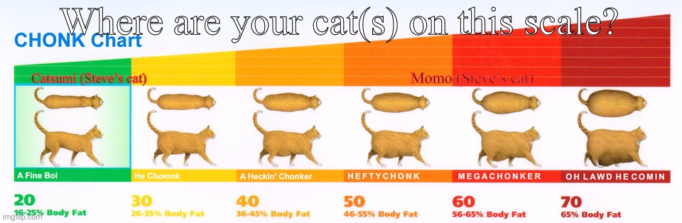 No need to insert an image :3 | Where are your cat(s) on this scale? Catsumi (Steve’s cat); Momo (Steve’s cat) | image tagged in chonk chart | made w/ Imgflip meme maker