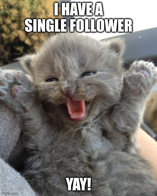 :) | I HAVE A SINGLE FOLLOWER; YAY! | image tagged in yay kitty,good vibes | made w/ Imgflip meme maker