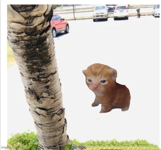 I removed shit and added a cat | image tagged in memes | made w/ Imgflip meme maker