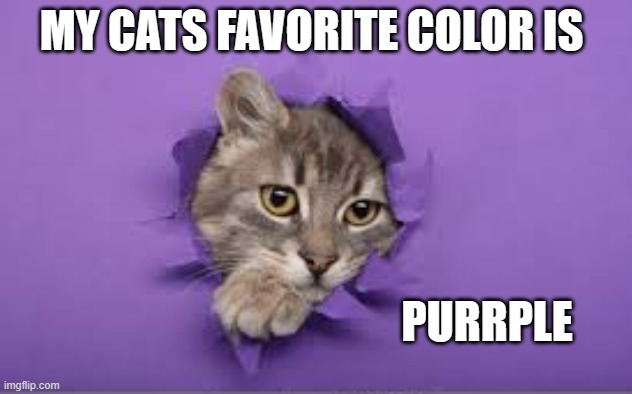 memes by Brad - My cats favorite color - humor | MY CATS FAVORITE COLOR IS; PURRPLE | image tagged in funny,cats,colors,funny cat memes,purple,humor | made w/ Imgflip meme maker