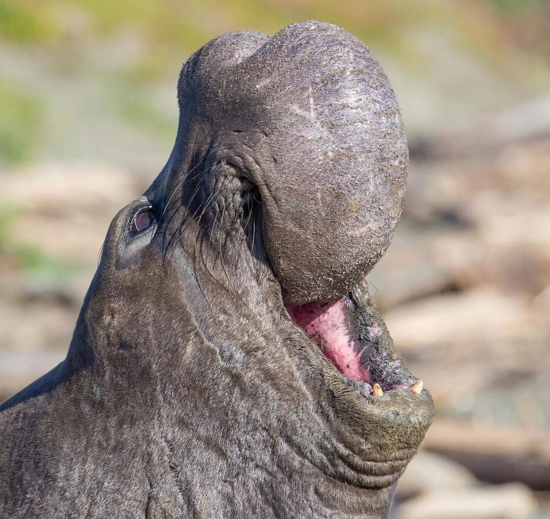 Hippo Blank Meme Template