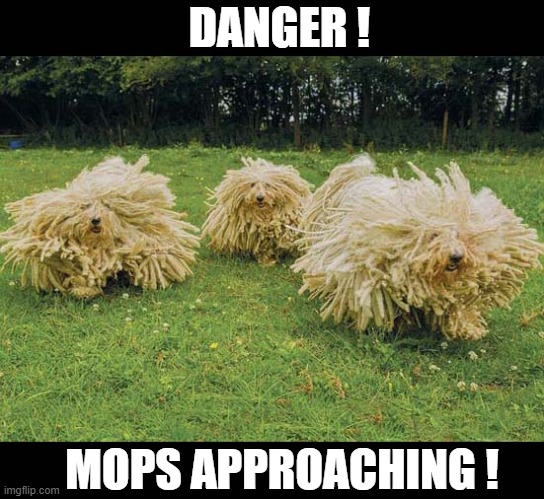 Puli Dogs Advance ! | DANGER ! MOPS APPROACHING ! | image tagged in dogs,puli,mops,approaching | made w/ Imgflip meme maker
