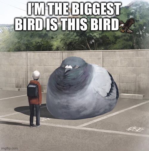 I’m da beefiest bird | I’M THE BIGGEST BIRD IS THIS BIRD🦅 | image tagged in beeg birb | made w/ Imgflip meme maker
