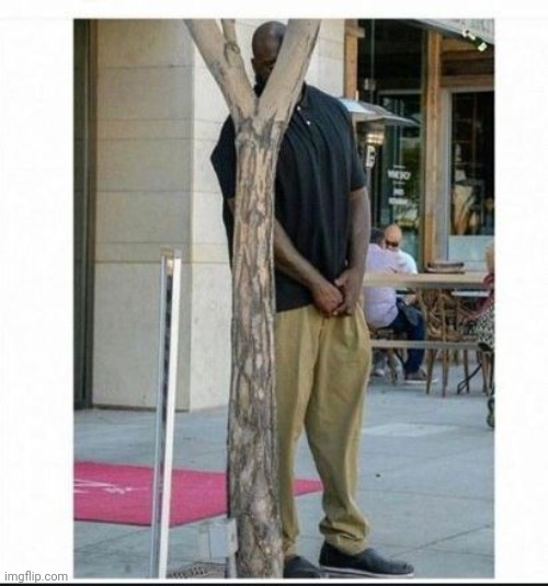 shaq behind tree | image tagged in shaq behind tree | made w/ Imgflip meme maker