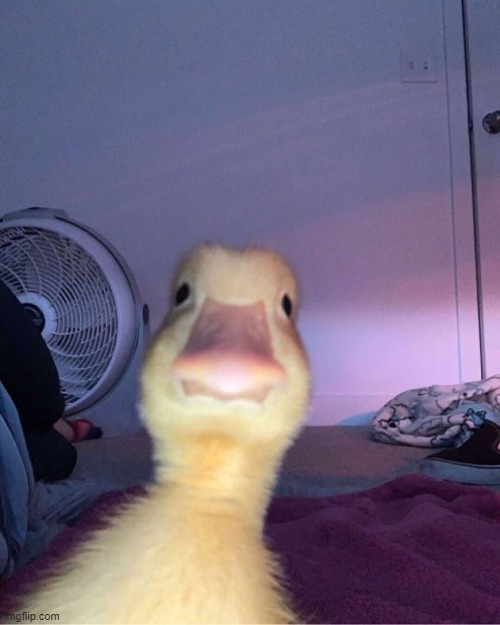 shitposting | image tagged in duck stare | made w/ Imgflip meme maker