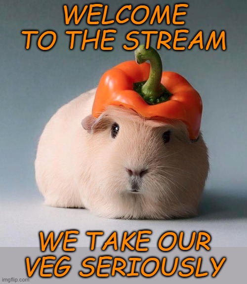 Guinea pig with vegetable | WELCOME TO THE STREAM WE TAKE OUR
VEG SERIOUSLY | image tagged in guinea pig with vegetable | made w/ Imgflip meme maker