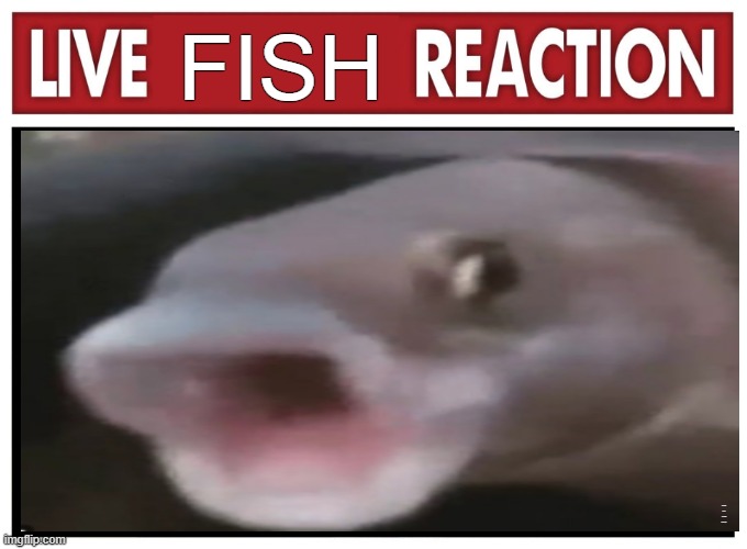 Live reaction | FISH; made this for new video that is coming up | image tagged in live reaction | made w/ Imgflip meme maker