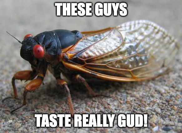 Cicada | THESE GUYS; TASTE REALLY GUD! | image tagged in cicada | made w/ Imgflip meme maker