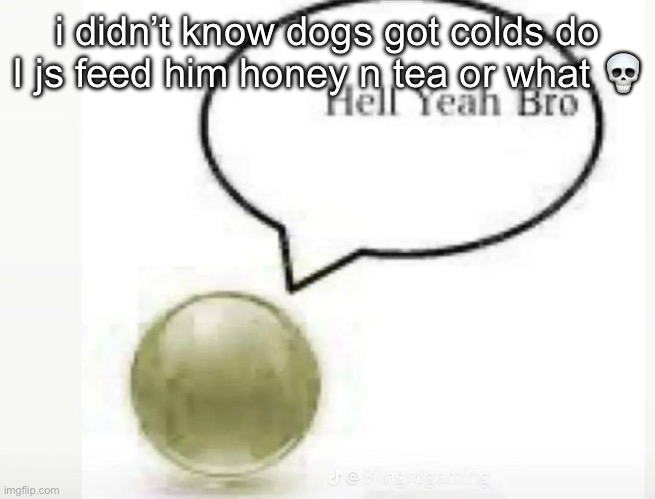 hell yeah bro ball | i didn’t know dogs got colds do I js feed him honey n tea or what 💀 | image tagged in hell yeah bro ball | made w/ Imgflip meme maker