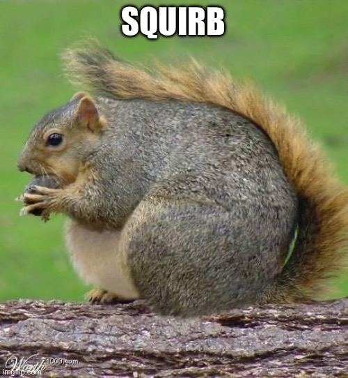 Fat Squirrel | SQUIRB | image tagged in fat squirrel | made w/ Imgflip meme maker