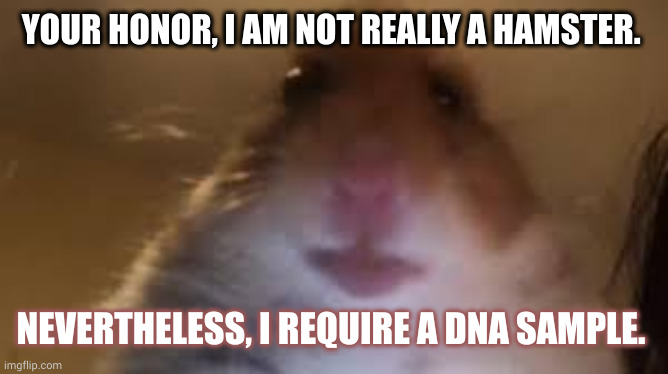 DNA testing to verify humanity | YOUR HONOR, I AM NOT REALLY A HAMSTER. NEVERTHELESS, I REQUIRE A DNA SAMPLE. | image tagged in facetime hamster,courtroom,dna,memes,online lawyer,hearing | made w/ Imgflip meme maker