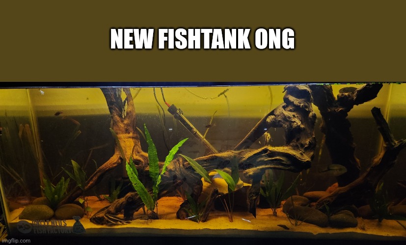 NEW FISHTANK ONG | made w/ Imgflip meme maker