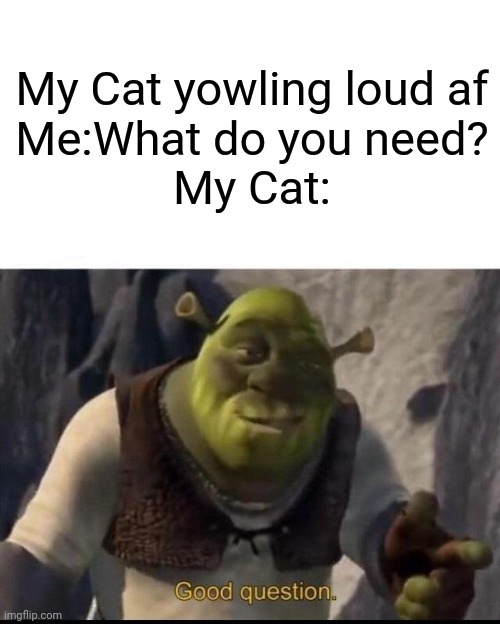 Shrek | My Cat yowling loud af
Me:What do you need?
My Cat: | image tagged in shrek,shrek good question,cats,funny,meow,meowbahh | made w/ Imgflip meme maker