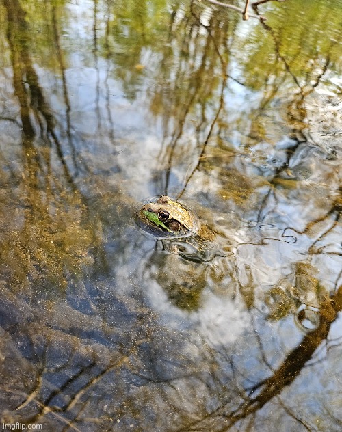 POKING UP TO WHAT'S ALL THE NOISE | image tagged in frog,swamp,nature,forest | made w/ Imgflip meme maker
